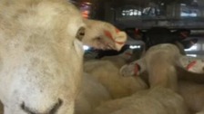 Sheep
