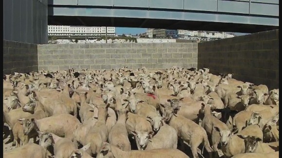 Ramsgate, Kent, animal exports