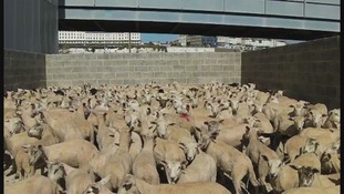 Ramsgate, Kent, animal exports