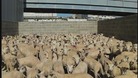 Ramsgate, Kent, animal exports