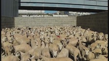 Ramsgate, Kent, animal exports