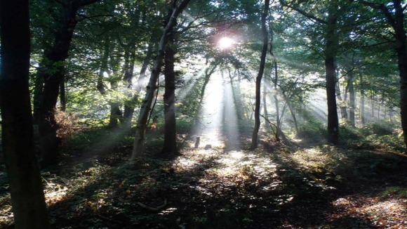 Hem Heath Woods, Stoke-on-Trent