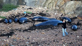 A woman walking past dead pilot whales after they beached near Pittenweem off the coast of Fife.