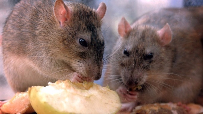 Man uses toilet - and is bitten on bottom by rat - ITV News Man uses toilet - and is bitten on bottom by rat - ITV News