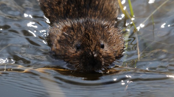 A water vole swimming