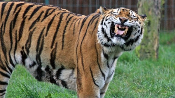 Zambar at Blackpool Zoo