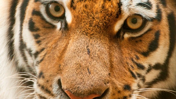 Alyona the tiger at Blackpool Zoo