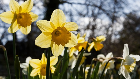 Daffodils in bloom at Longthorpe in Peterborough