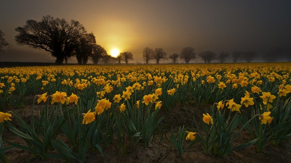Daffodils in a misty sunrise at Salhouse, Norfolk
