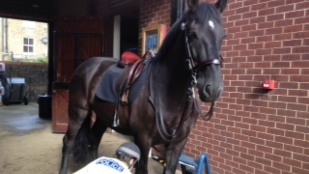 Lorcan, the black gelding Police horse.