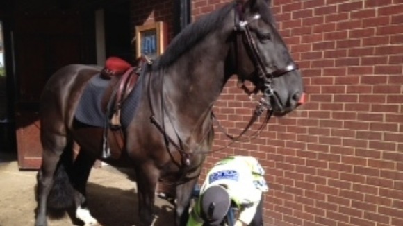 Lorcan, the black gelding Police horse.