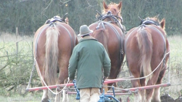 A team of horses ploughing stubble