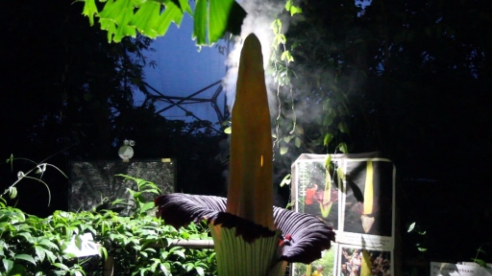 Plants that smell like rotting flesh in Cornwall West Country ITV News