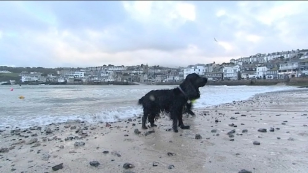 Dog Ban Beaches In Cornwall Dog Ban Beaches In Cornwall