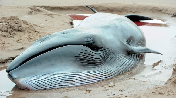Minke whale beached on Druridge Bay in Northumberland