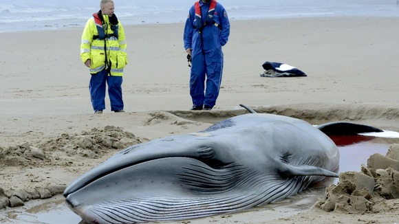 Minke whale beached on Druridge Bay in Northumberland
