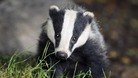 Badger cull protest