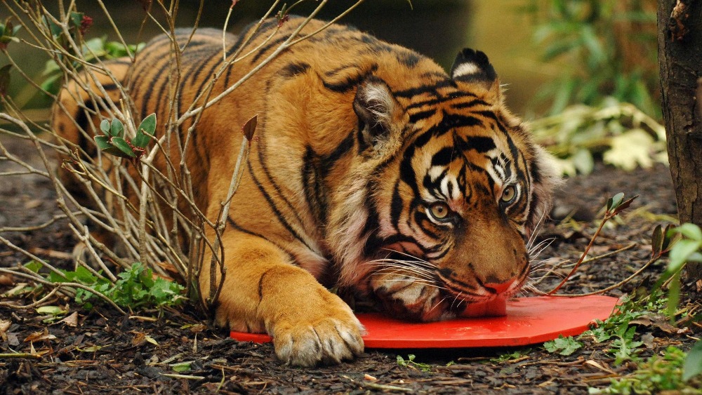 Health check for tiger ahead of move at London Zoo London ITV News