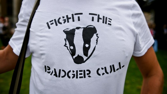 Man wears a 'Fight the Badger Cull' t-shirt