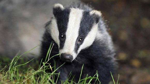 A badger