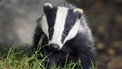 A badger