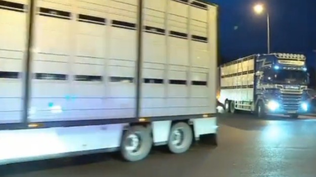 Animal exports resumed from the Port of Ipswich