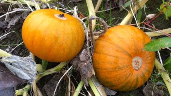 Pumpkins