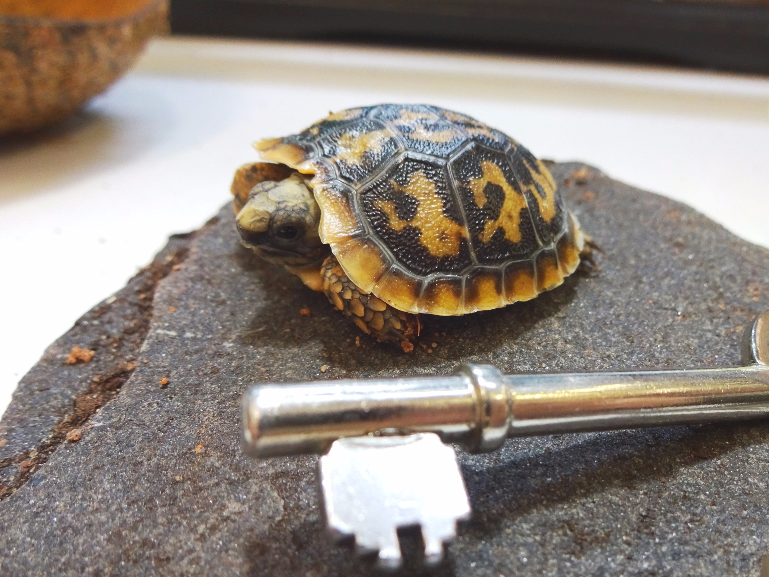 Tortoise the size of 50p coin hatches at Bristol Zoo - ITV News