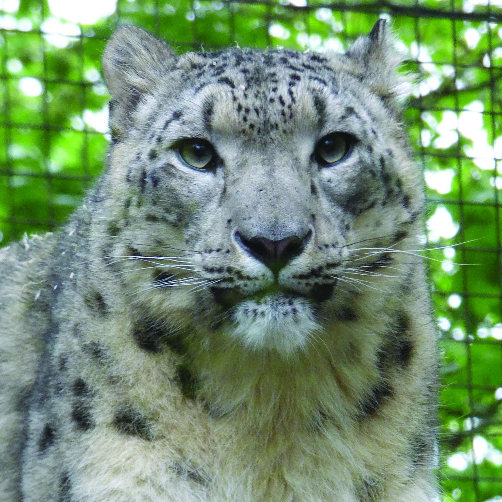 Dudley zoo snow leopard heading to the Himalayas | Central - ITV News