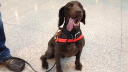Mylo, the West Midlands Police sniffer dog
