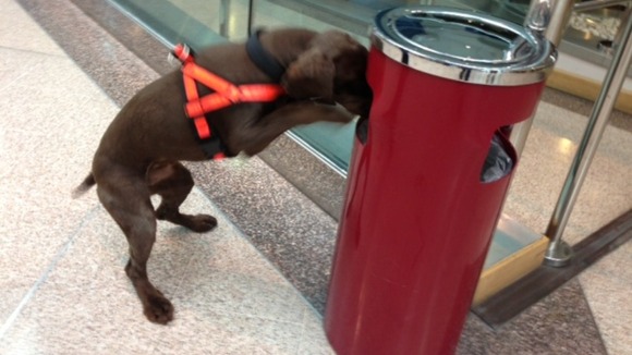 Mylo checks out the bins for potential threats