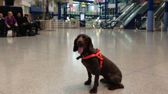 Mylo working at the ICC