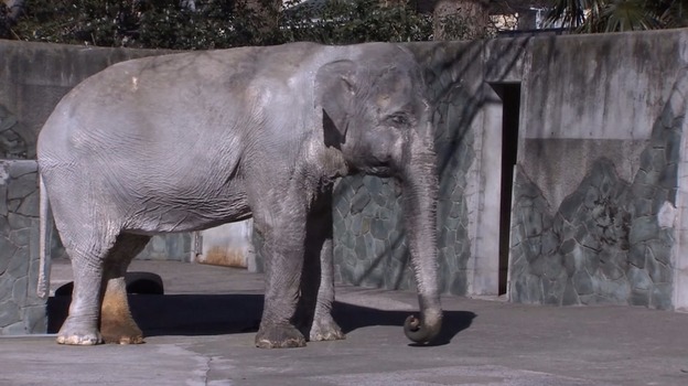 Japan_Elephant