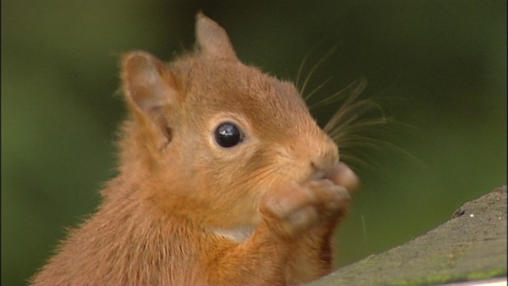 Red Squirrel project in southern Scotland | Border - ITV News