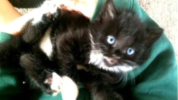 Cats are thought to have been poisoned with Anti-freeze