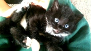 Cats are thought to have been poisoned with Anti-freeze