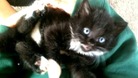 Cats are thought to have been poisoned with Anti-freeze