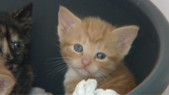 Cats' eyes can become wider if they ingest Antifreeze