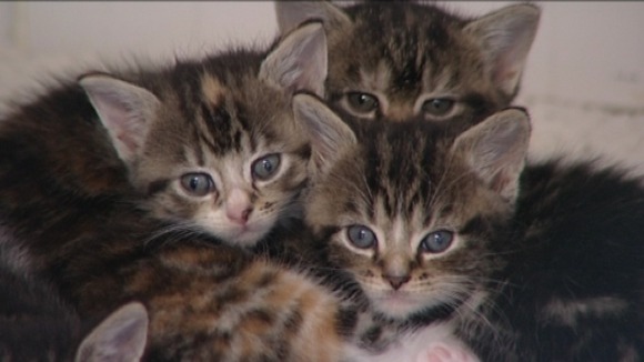 Cats at the RSPCA in Nottingham