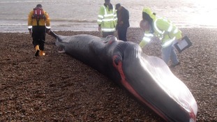 Experts study the dead whale