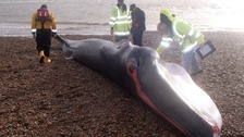 Experts study the dead whale
