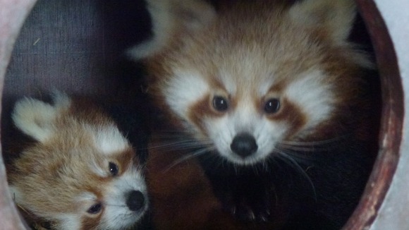 The red panda twins