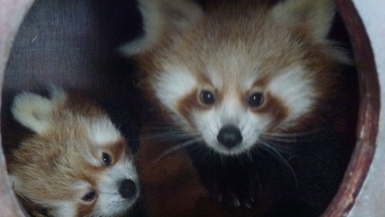 The red panda twins