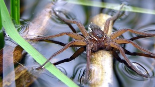 A Fen Raft spider