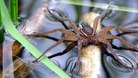 A Fen Raft spider